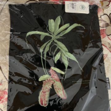 評論圖片 5