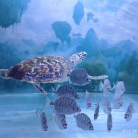 評論圖片 7