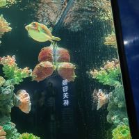 評論圖片 1