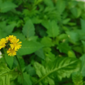 評論圖片 9