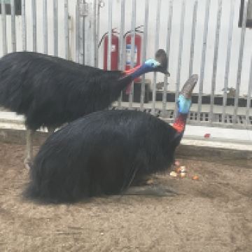 評論圖片 2