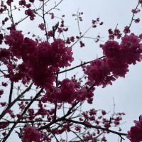評論圖片 2