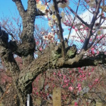 評論圖片 7