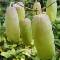 評論圖片 8