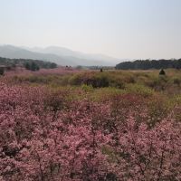 評論圖片 3