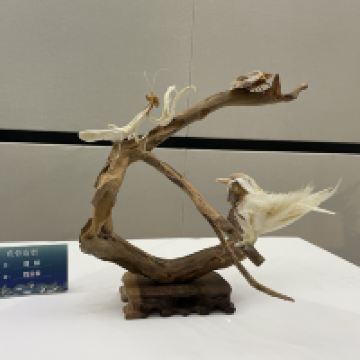 評論圖片 1