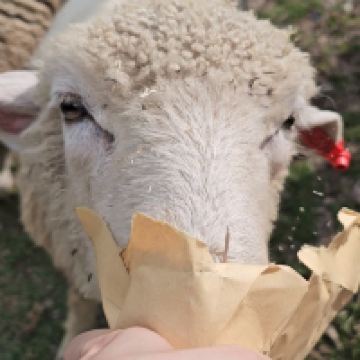 評論圖片 4