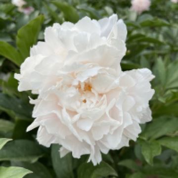 評論圖片 6