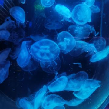 評論圖片 8