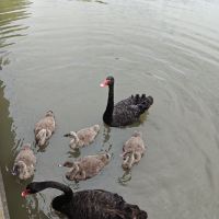 評論圖片 8