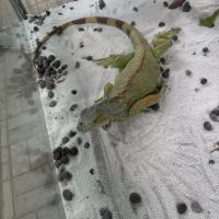 評論圖片 6