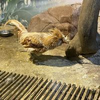 評論圖片 1