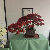評論圖片 8