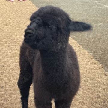 評論圖片 1