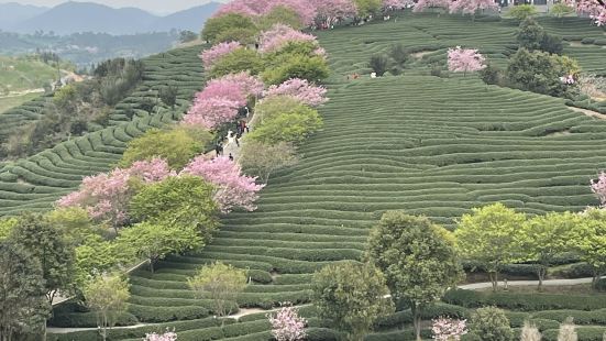 今年3月我们一行好友，坐火车游览福建茶园樱花🌸，层层叠叠环