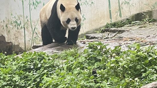 下午三点左右入园，看了一会儿熊猫后正赶上下午的投喂时间，因为