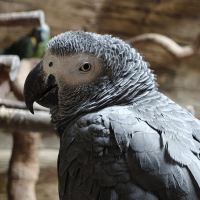 評論圖片 3