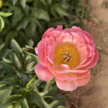 評論圖片 7
