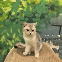 評論圖片 1