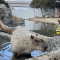 評論圖片 3