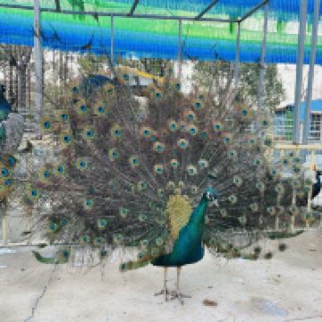 評論圖片 6