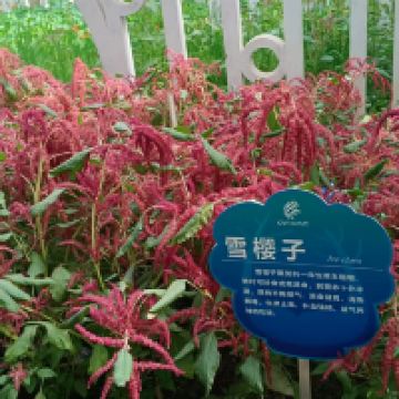評論圖片 4