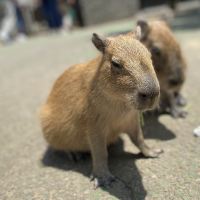 評論圖片 4