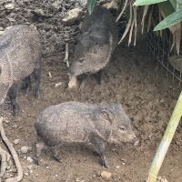 評論圖片 2