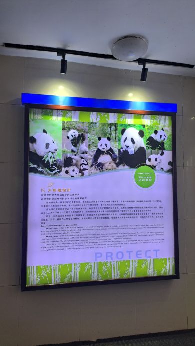 Panda Valley Tickets [2026] - Promos, Prices, Reviews & Opening