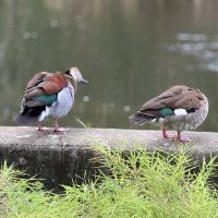 評論圖片 1