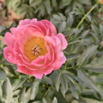 評論圖片 3