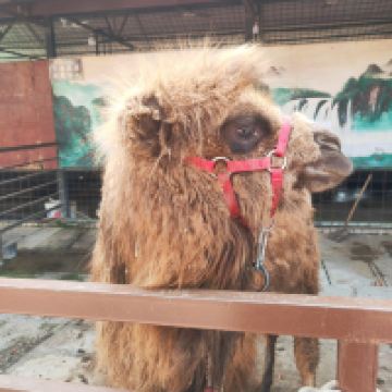 評論圖片 4