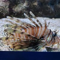 評論圖片 2