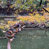 評論圖片 2