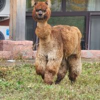 評論圖片 2