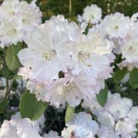評論圖片 1