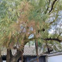 評論圖片 8