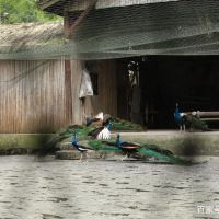評論圖片 1