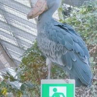 評論圖片 8