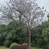 評論圖片 4
