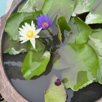 評論圖片 3