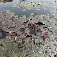 評論圖片 5
