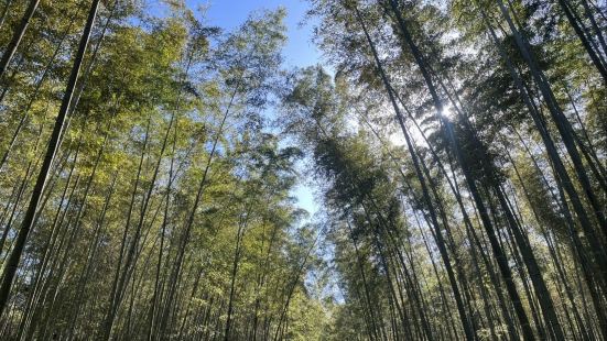 大奇山國家森林公園位於浙江省杭州市桐廬縣，在富春江南岸，是一