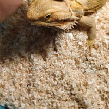 評論圖片 3