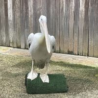 評論圖片 5