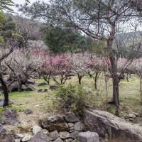評論圖片 5