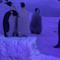 評論圖片 1