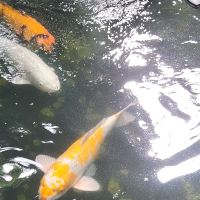 評論圖片 2