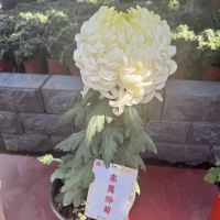 評論圖片 2