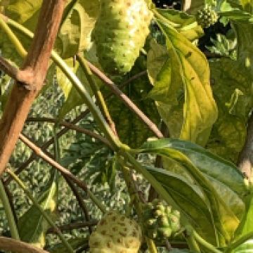 評論圖片 4